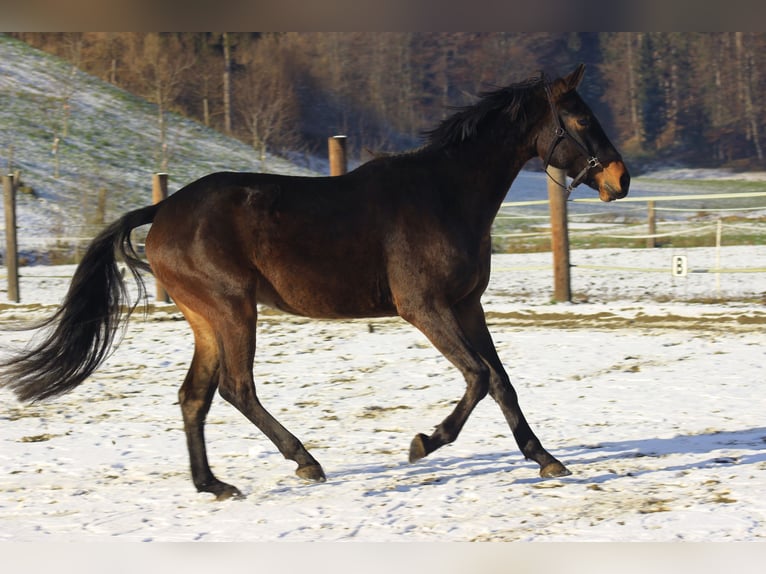 Warmblood austríaco Caballo castrado 3 años 171 cm Castaño oscuro in Riegersburg