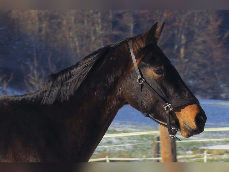 Warmblood austríaco Caballo castrado 3 años 171 cm Castaño oscuro in Riegersburg