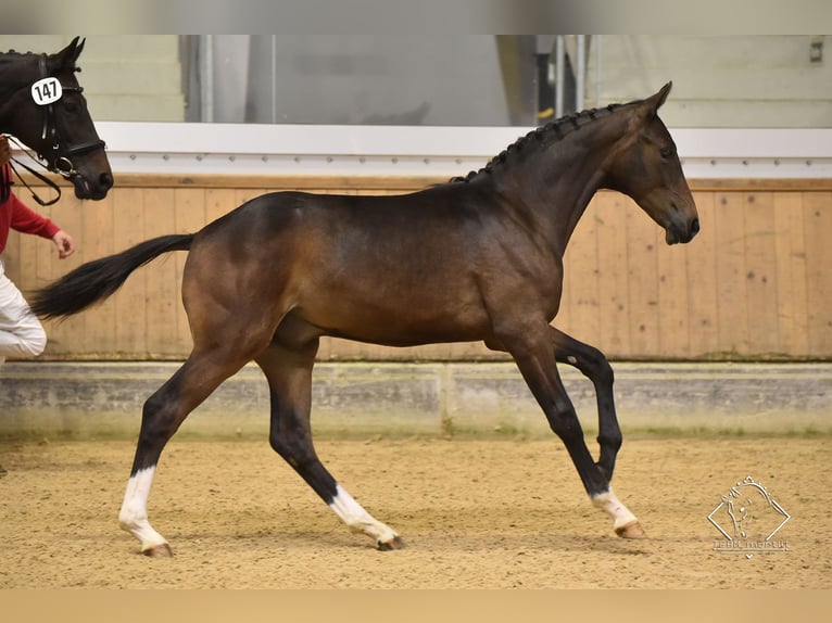 Warmblood austríaco Caballo castrado 3 años Castaño in Desselbrunn