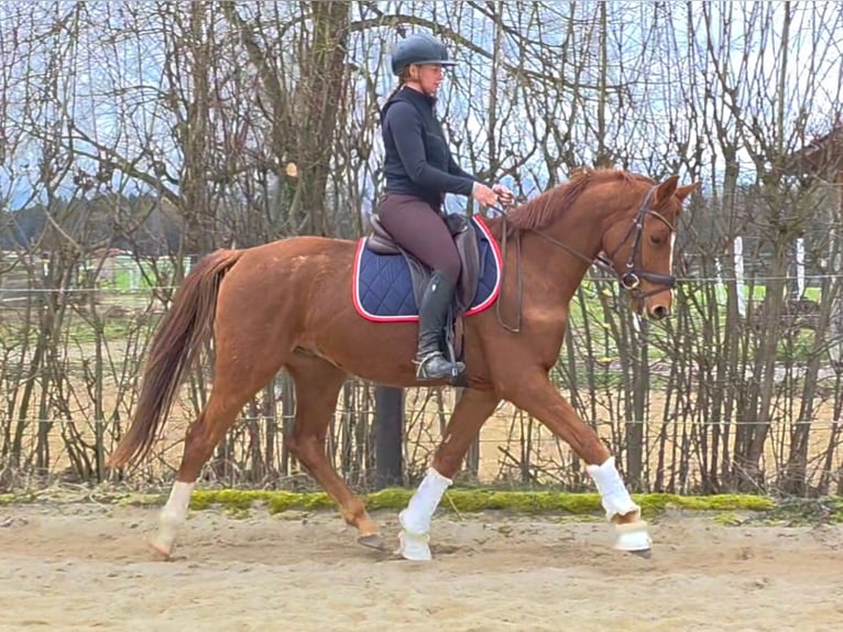 Warmblood austríaco Caballo castrado 4 años 160 cm Alazán in Wolfsbach