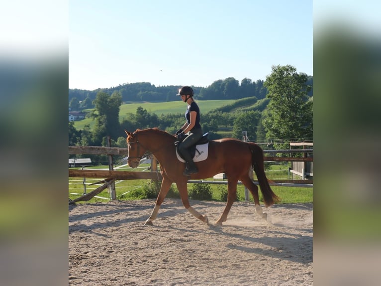 Warmblood austríaco Caballo castrado 4 años 162 cm Alazán in Lochen am See