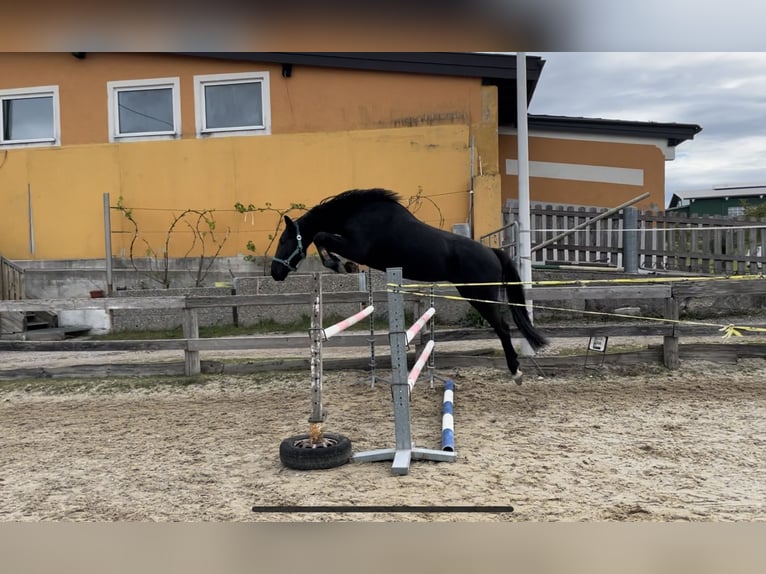 Warmblood austríaco Caballo castrado 4 años 162 cm Negro in Lochen am See