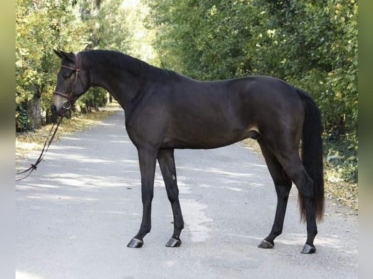 Warmblood austríaco Caballo castrado 4 años 165 cm Castaño oscuro in Antau