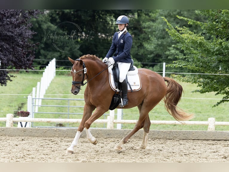 Warmblood austríaco Caballo castrado 4 años 166 cm Alazán in St Marein bei Graz