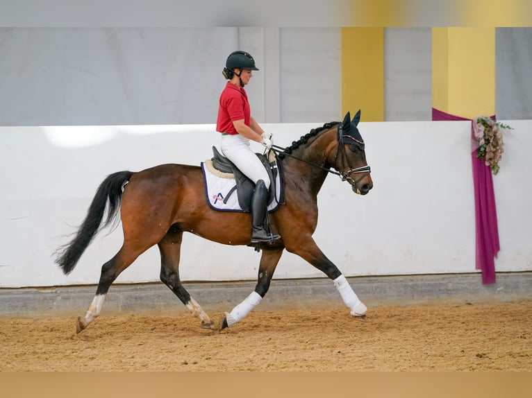 Warmblood austríaco Caballo castrado 4 años 166 cm Castaño in Wolnzach