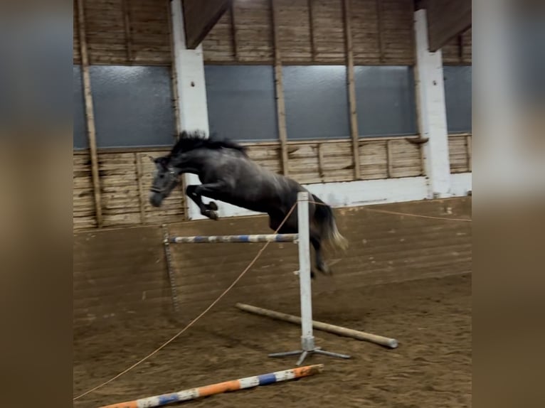 Warmblood austríaco Caballo castrado 4 años 166 cm Tordo in Pabneukirchen