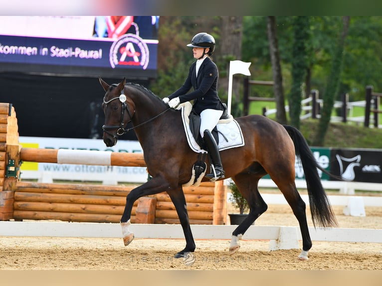 Warmblood austríaco Caballo castrado 4 años 167 cm Castaño oscuro in Hofkirchen an