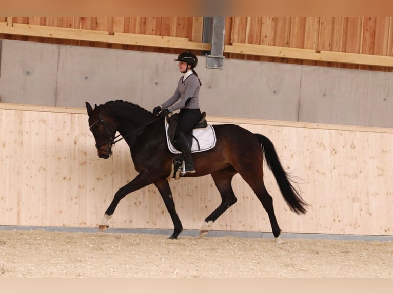 Warmblood austríaco Caballo castrado 4 años 167 cm Castaño oscuro in Hofkirchen an