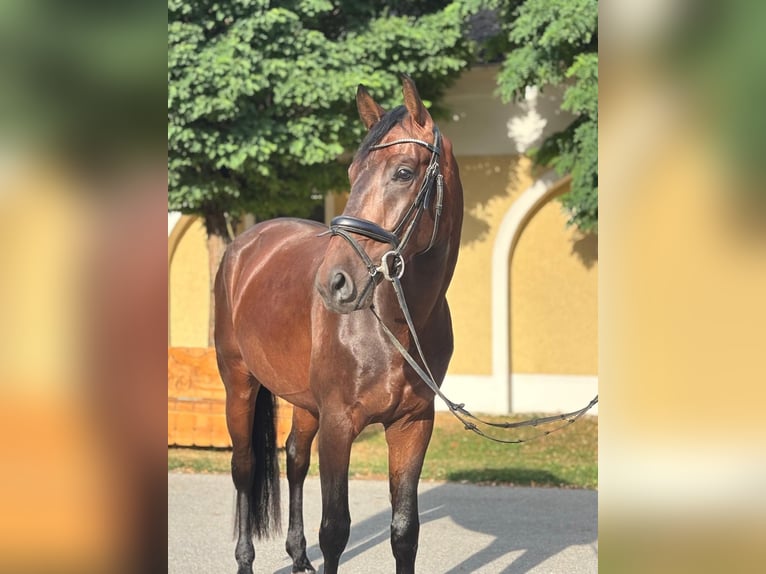 Warmblood austríaco Caballo castrado 4 años 168 cm Castaño oscuro in Stadl-Paura