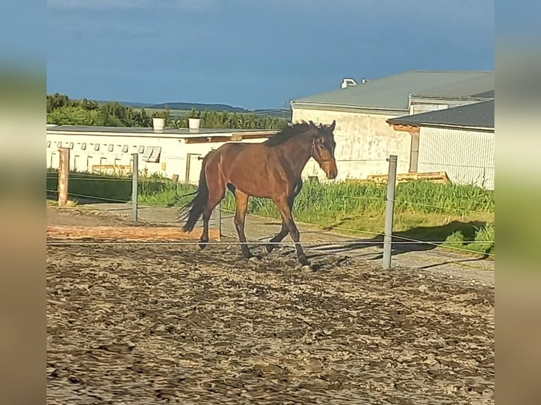 Warmblood austríaco Caballo castrado 4 años 168 cm Castaño oscuro in Weingraben / Bajngrobben
