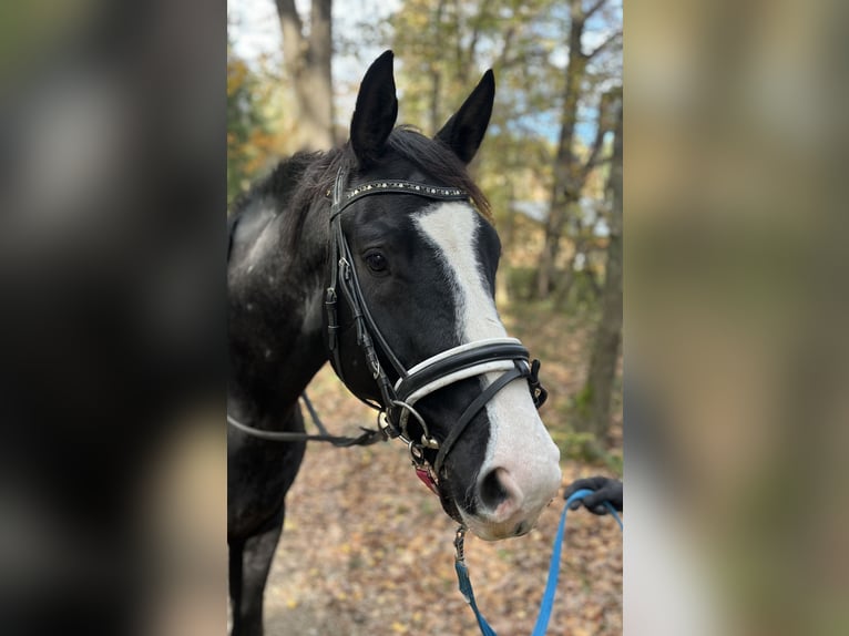 Warmblood austríaco Caballo castrado 4 años 168 cm Negro in Reichenau an der Rax