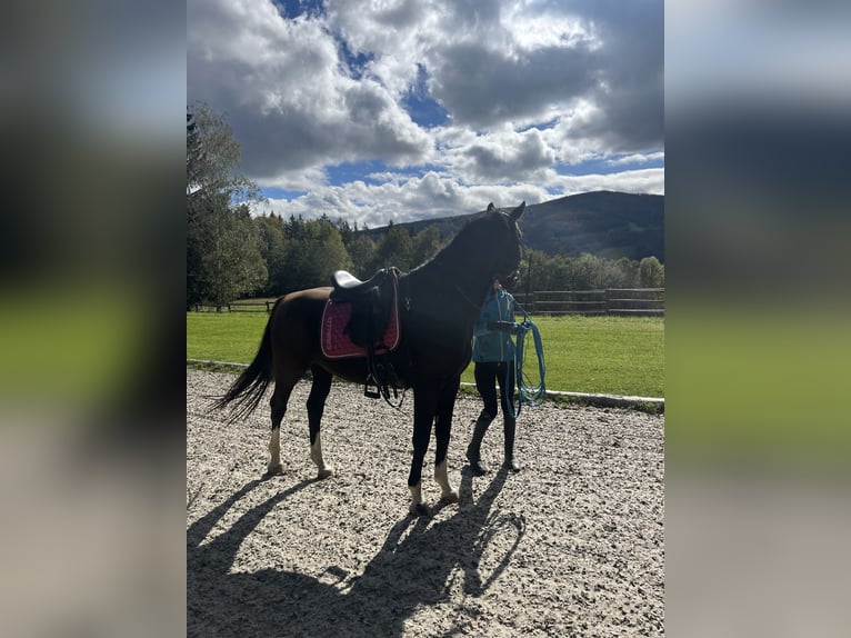 Warmblood austríaco Caballo castrado 4 años 168 cm Negro in Reichenau an der Rax