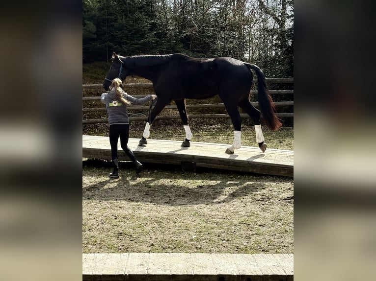 Warmblood austríaco Caballo castrado 4 años 168 cm Negro in Mörschwang