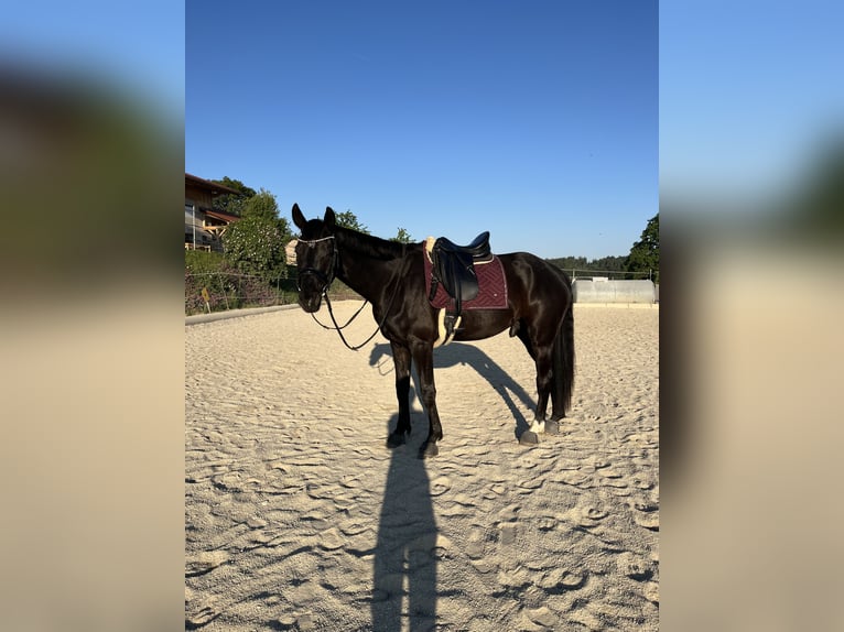 Warmblood austríaco Caballo castrado 4 años 168 cm Negro in Mörschwang