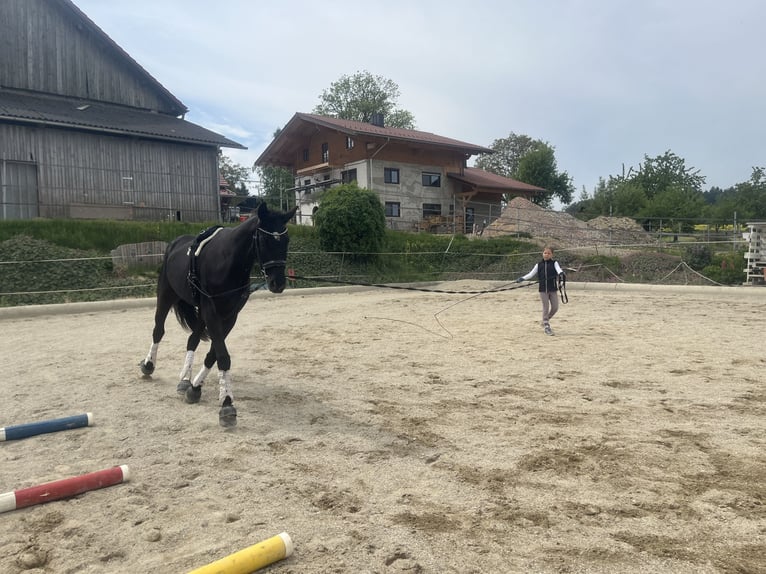 Warmblood austríaco Caballo castrado 4 años 168 cm Negro in Mörschwang