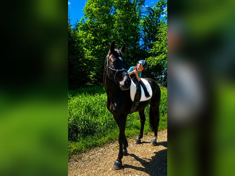 Warmblood austríaco Caballo castrado 4 años 168 cm Negro in Mörschwang