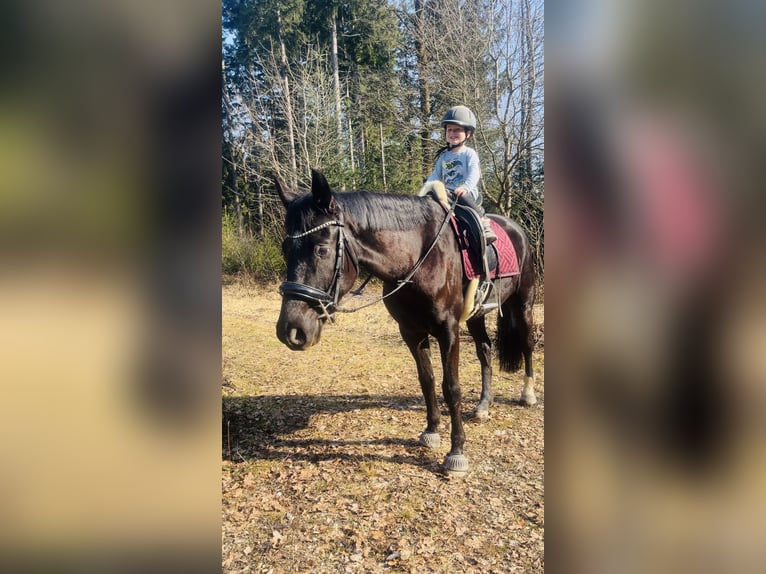 Warmblood austríaco Caballo castrado 4 años 168 cm Negro in Mörschwang