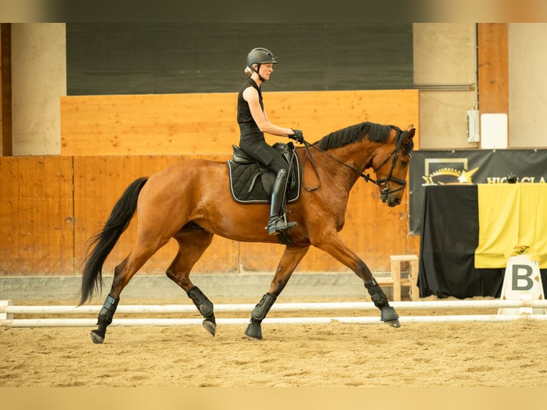 Warmblood austríaco Caballo castrado 4 años 171 cm Castaño in Niklasdorf