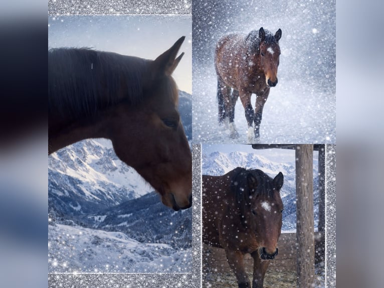 Warmblood austríaco Caballo castrado 4 años 172 cm Castaño in Bad Kleinkirchheim