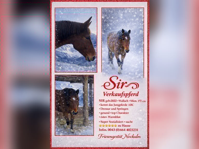 Warmblood austríaco Caballo castrado 4 años 172 cm Castaño in Bad Kleinkirchheim