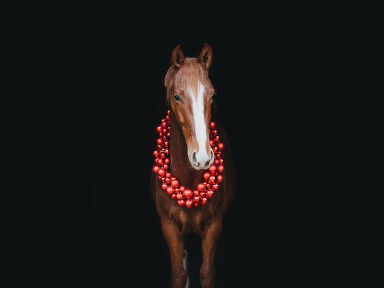 Warmblood austríaco Caballo castrado 4 años 173 cm Alazán in St Marein bei Graz