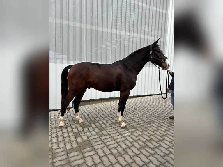 Warmblood austríaco Caballo castrado 4 años 173 cm Castaño in Fehring