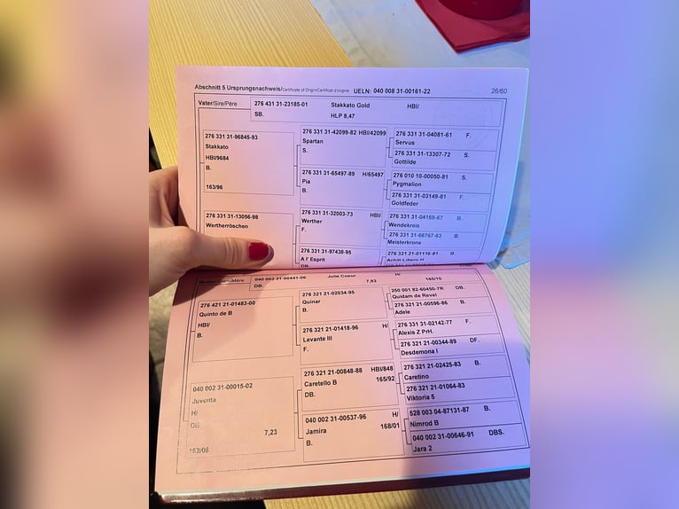 Warmblood austríaco Caballo castrado 4 años 173 cm Castaño in Fehring