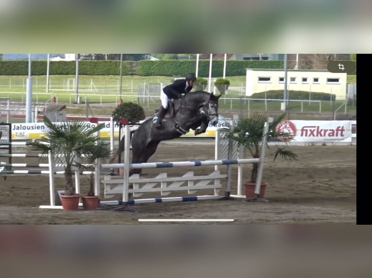 Warmblood austríaco Caballo castrado 4 años 173 cm Tordo in MöderbruggOberzeiring