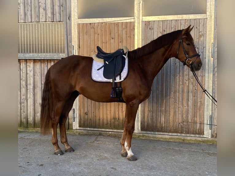 Warmblood austríaco Caballo castrado 4 años 175 cm Alazán-tostado in Schöngumprechting