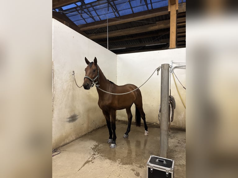 Warmblood austríaco Caballo castrado 4 años 175 cm Castaño in Stegersbach