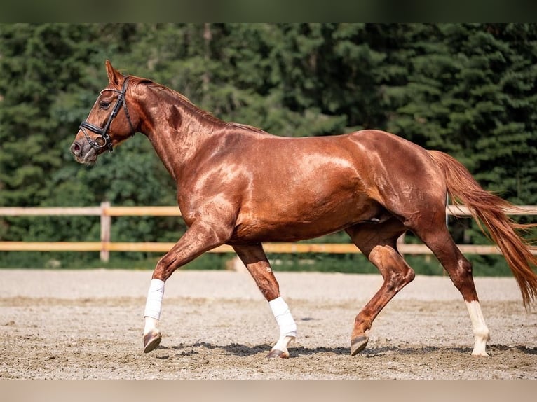 Warmblood austríaco Caballo castrado 4 años Alazán in Reith bei Seefeld