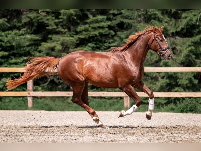 Warmblood austríaco Caballo castrado 4 años Alazán in Reith bei Seefeld