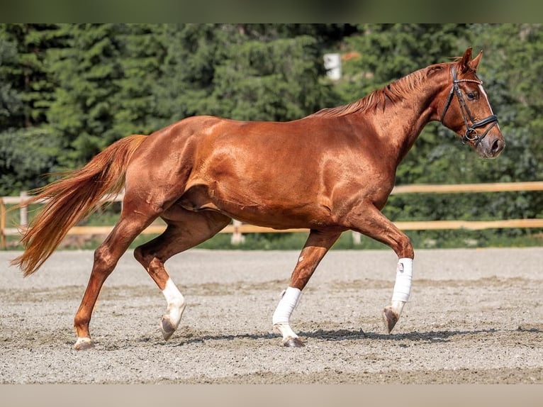 Warmblood austríaco Caballo castrado 4 años Alazán in Reith bei Seefeld