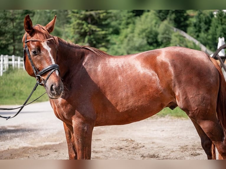 Warmblood austríaco Caballo castrado 4 años Alazán in Reith bei Seefeld