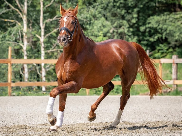 Warmblood austríaco Caballo castrado 4 años Alazán in Reith bei Seefeld