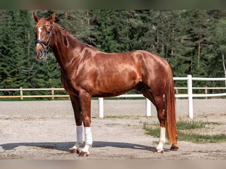 Warmblood austríaco Caballo castrado 4 años Alazán in Reith bei Seefeld