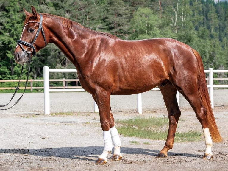 Warmblood austríaco Caballo castrado 4 años Alazán in Reith bei Seefeld