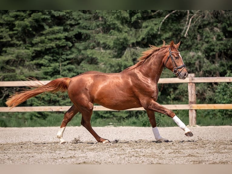 Warmblood austríaco Caballo castrado 4 años Alazán in Reith bei Seefeld