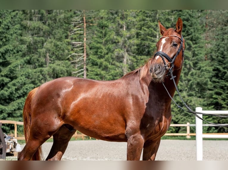 Warmblood austríaco Caballo castrado 4 años Alazán in Reith bei Seefeld