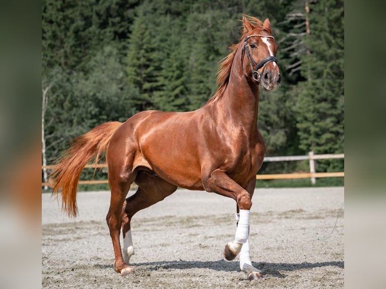 Warmblood austríaco Caballo castrado 4 años Alazán in Reith bei Seefeld