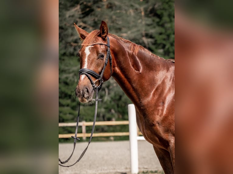 Warmblood austríaco Caballo castrado 4 años Alazán in Reith bei Seefeld