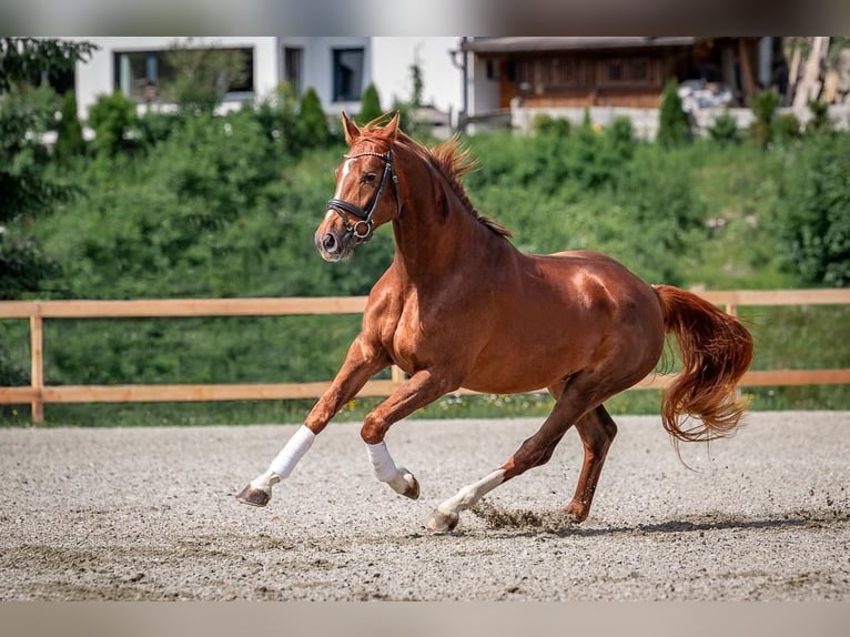 Warmblood austríaco Caballo castrado 4 años Alazán in Reith bei Seefeld
