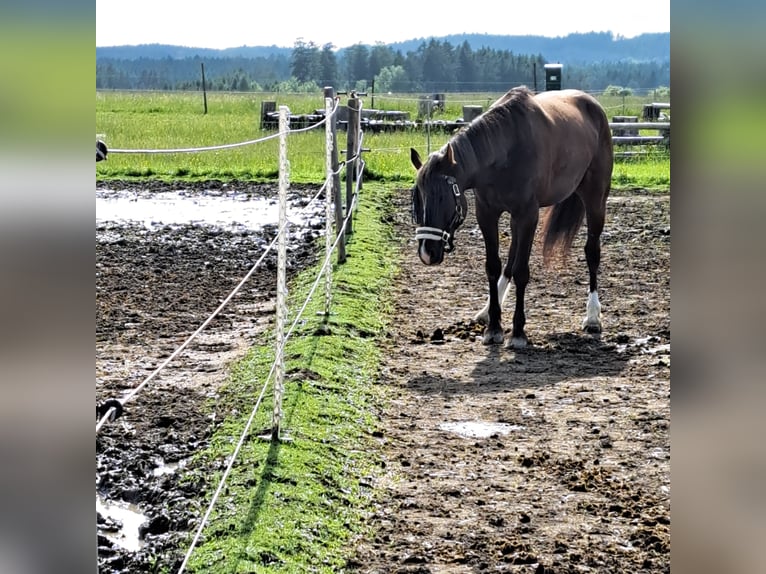 Warmblood austríaco Mestizo Caballo castrado 5 años 159 cm Alazán-tostado in Schwarzenau