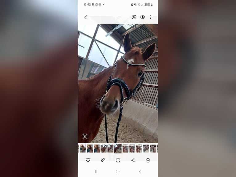 Warmblood austríaco Caballo castrado 5 años 162 cm Alazán in St.Veit an der Glan