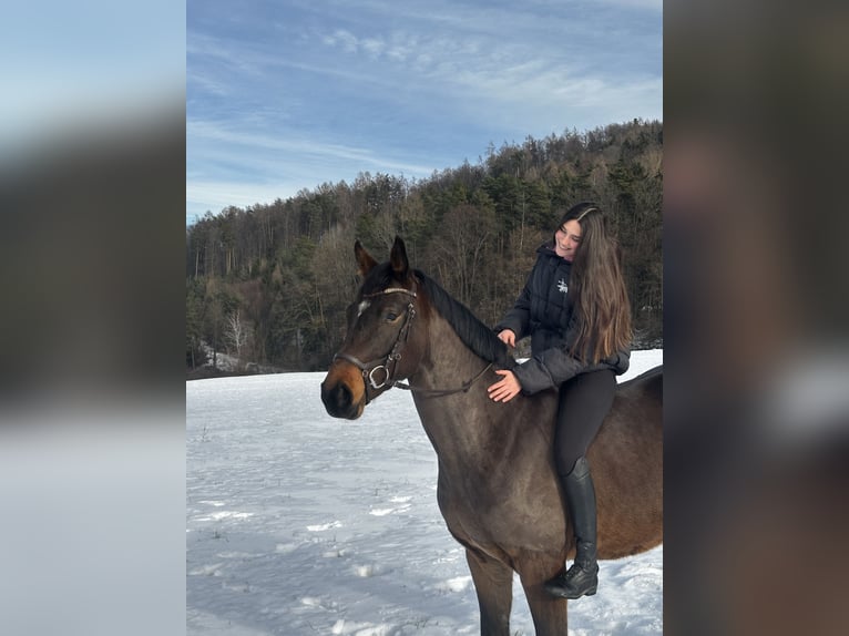 Warmblood austríaco Caballo castrado 5 años 163 cm Castaño oscuro in Gleisdorf