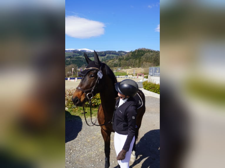 Warmblood austríaco Caballo castrado 5 años 163 cm Castaño oscuro in Gleisdorf