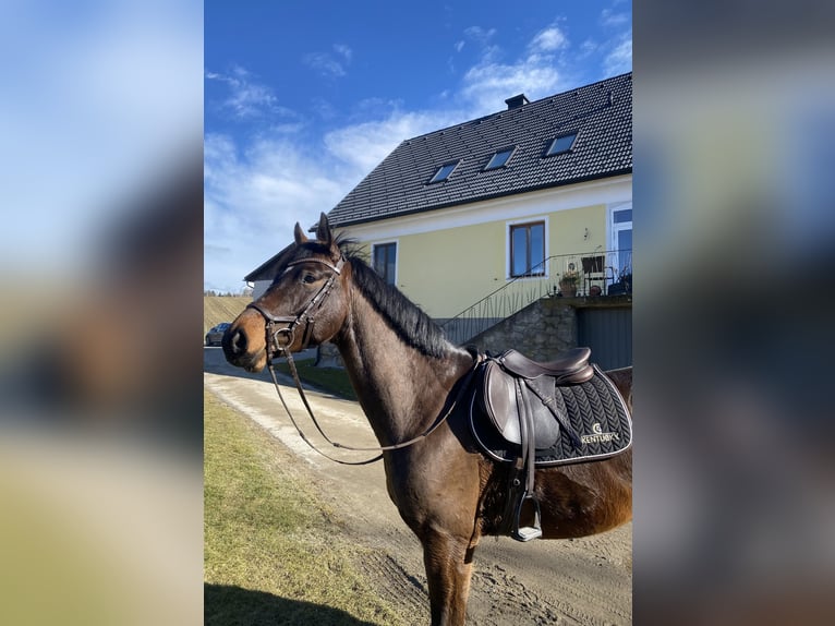 Warmblood austríaco Caballo castrado 5 años 163 cm Castaño oscuro in Gleisdorf