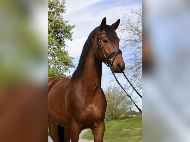 Warmblood austríaco Caballo castrado 5 años 165 cm Castaño in Tarsdorf