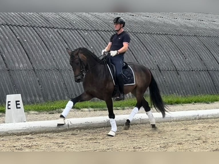 Warmblood austríaco Caballo castrado 5 años 165 cm Castaño oscuro in Schwechat