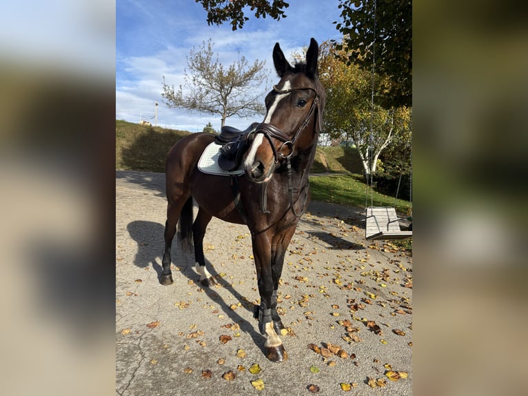 Warmblood austríaco Caballo castrado 5 años 166 cm Castaño in Straßburg